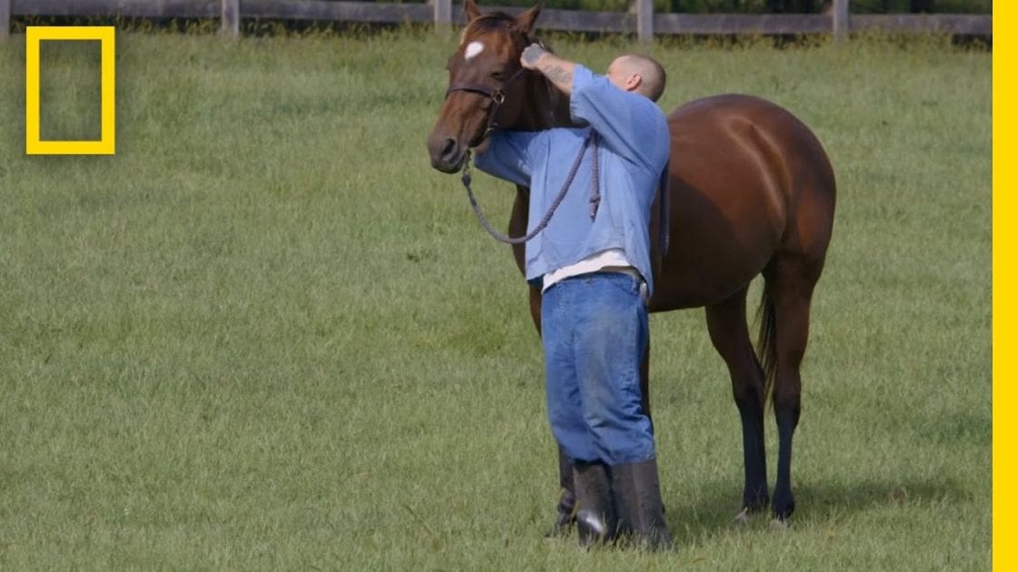 An adult male interacting with a bay thoroughbred horse in an outdoor rural setting, likely spring or summer day under natural light.