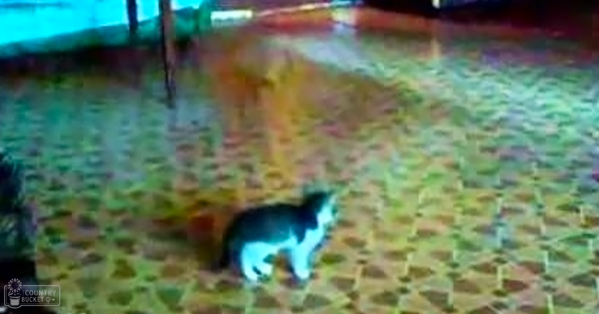 A young black-and-white kitten, likely a tabby cat, outdoors on paving stones with hints of red and yellow structures in the background.