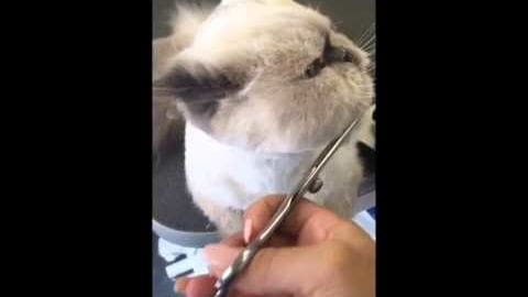 A small, light-colored juvenile guinea pig being groomed by a female adult in a veterinary clinic setting.