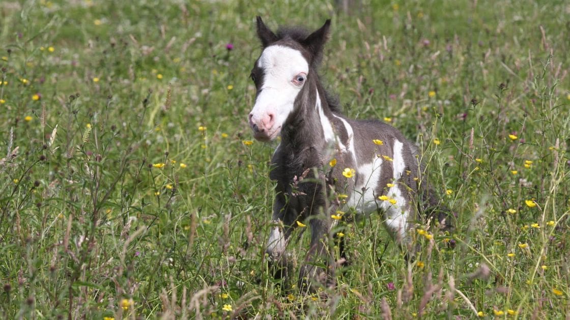 A young horse with distinctive dark patches stands in a grassy field dotted with small yellow and purple flowers, suggesting it is spring or summer.