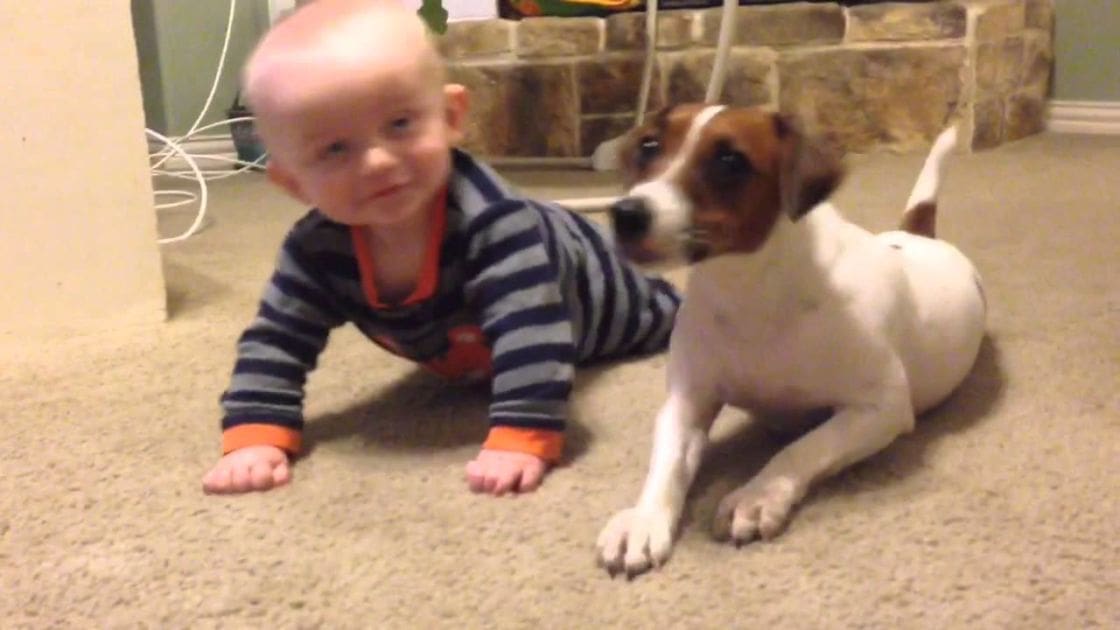 An infant in a striped onesie crawling next to a Jack Russell Terrier puppy indoors, with a cozy stone fireplace and beige carpeting providing the setting; warm indoor lighting creates an even ambiance.