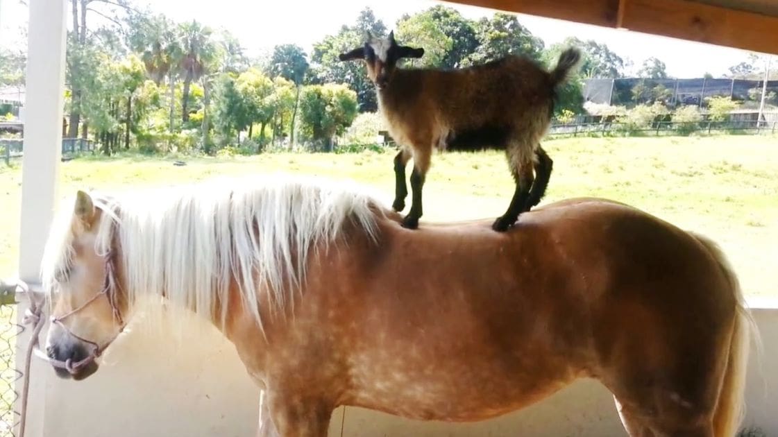A young Shetland pony with a light brown coat and white mane, carrying a dark brown and black goat on its back in an outdoor grassy field under clear daylight conditions.