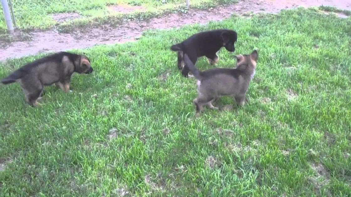 Three German Shepherd puppies in a grassy outdoor area with patches of dirt and greenery under natural daylight during spring or summer.