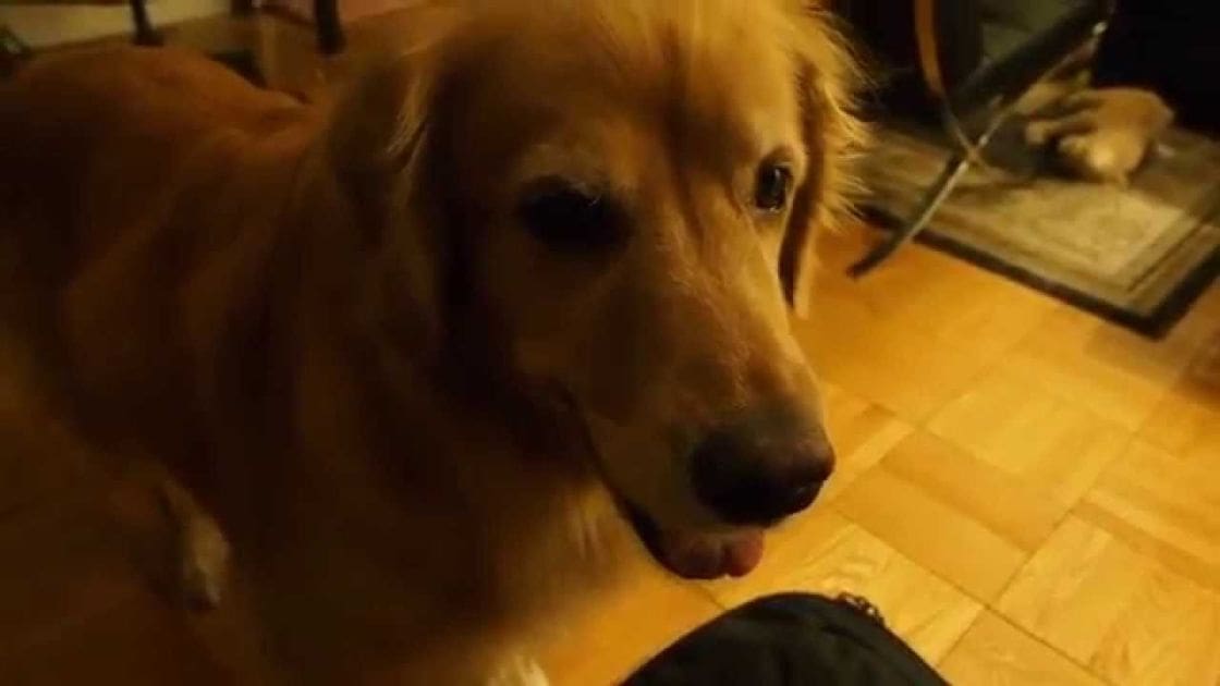 A golden retriever dog indoors, light brown coat, evening lighting, indoor setting, tiled floor