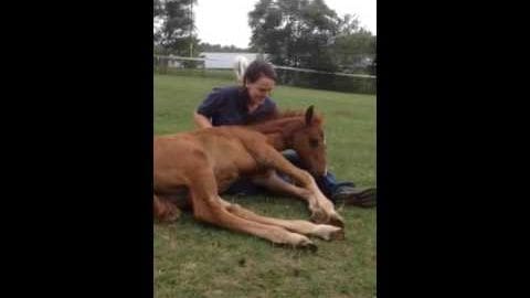 A young Thoroughbred foal rests on a grassy field with an adult male in casual clothing, bright daylight suggests midday spring or summer season.
