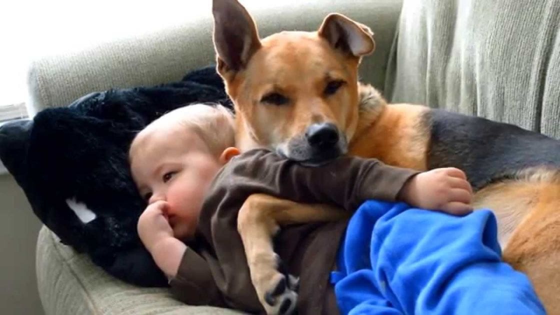 A baby and an adult dog resting together in a well-lit living room with a beige sofa.