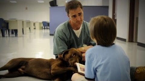 A veterinary examination scene in an indoor setting with a large Mastiff dog, medical personnel wearing scrubs, and minimal furniture.