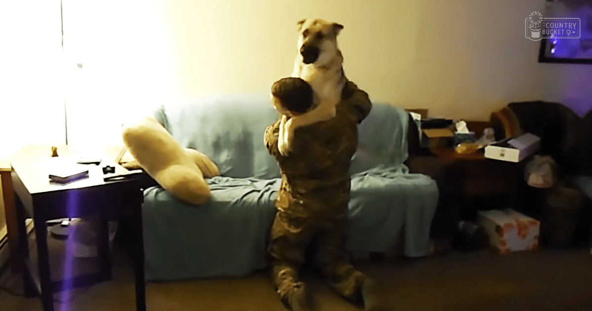 A white-coated dog with tan markings interacts with an adult male wearing a dark olive-green military-style uniform in a casual indoor living room setting, illuminated by artificial light.