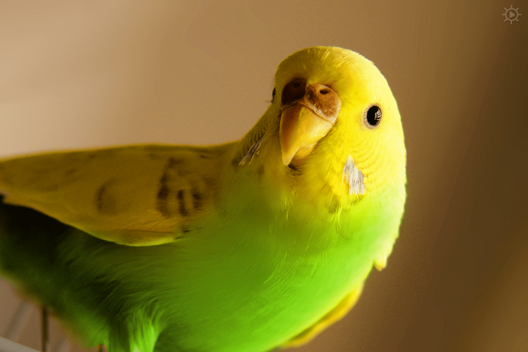 A vibrant green adult budgerigar parakeet with yellow accents on its head and neck is perched indoors against a softly lit neutral backdrop.