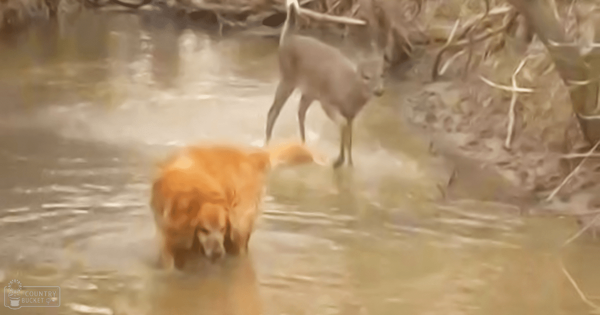 A golden retriever-type dog in water near a white deer, set against a backdrop of muted earthy tones with vegetation and warm daylight.