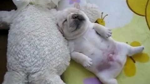 A young adult pug with a fluffy white coat rests on a colorful, floral-patterned blanket indoors.