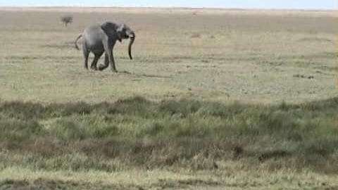 An African elephant in a savanna setting with sparse vegetation under natural daylight during midday or early afternoon