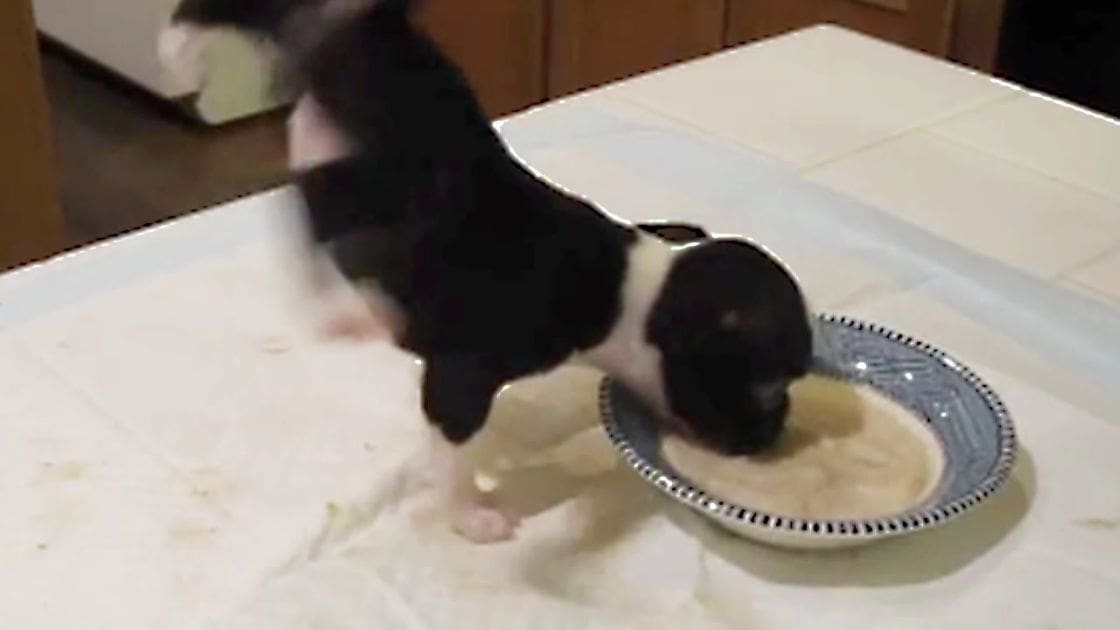 A young black-and-white Boston Terrier mix puppy stands indoors in a kitchen with white tiled countertops, possibly morning or afternoon light.