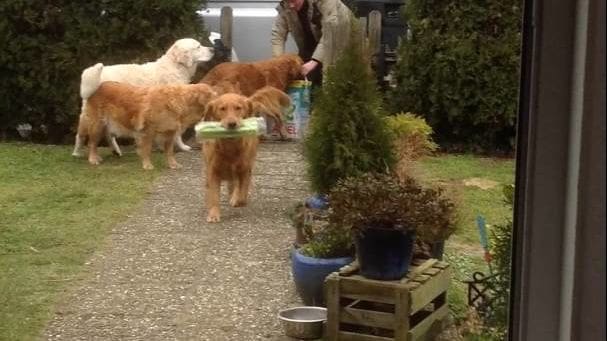 Adult male dog handler with light jacket in garden surrounded by golden retrievers, greenery, and potted plants.