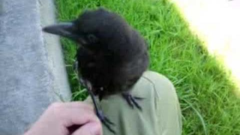 A young crow with dark feathers, long black beak, small feet, juvenile size, outdoors on a paved surface with greenery and natural light.