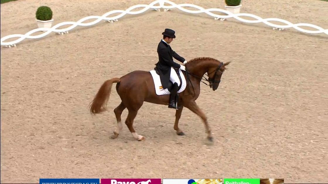 A Thoroughbred horse with a rider in an indoor equestrian arena, dressed in typical dressage or show jumping attire.