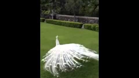 A white peacock with fully extended tail feathers stands in a well-maintained garden with neatly trimmed hedges and a stone wall, suggesting late afternoon light.
