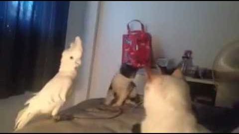 A white cockatoo and a juvenile kitten indoors in what appears to be a living room with a red bag or box hanging on the wall behind them.