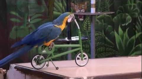 A parrot with blue feathers and yellow markings indoors, near a tricycle-like object in front of a painted jungle scene with a tiger's face, suggesting an indoor entertainment or educational setting.