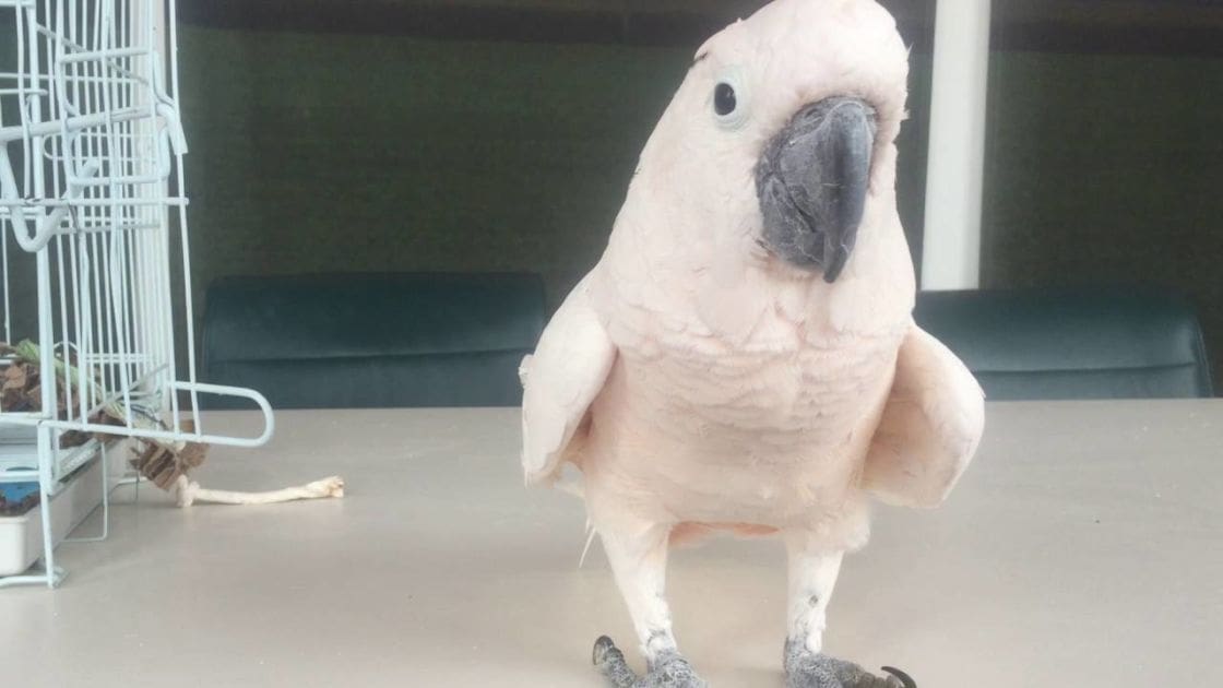 A light pink-feathered adult parrot with a black beak, perched indoors in a home setting surrounded by a white metal cage, a green cushioned chair, and a light-colored floor.