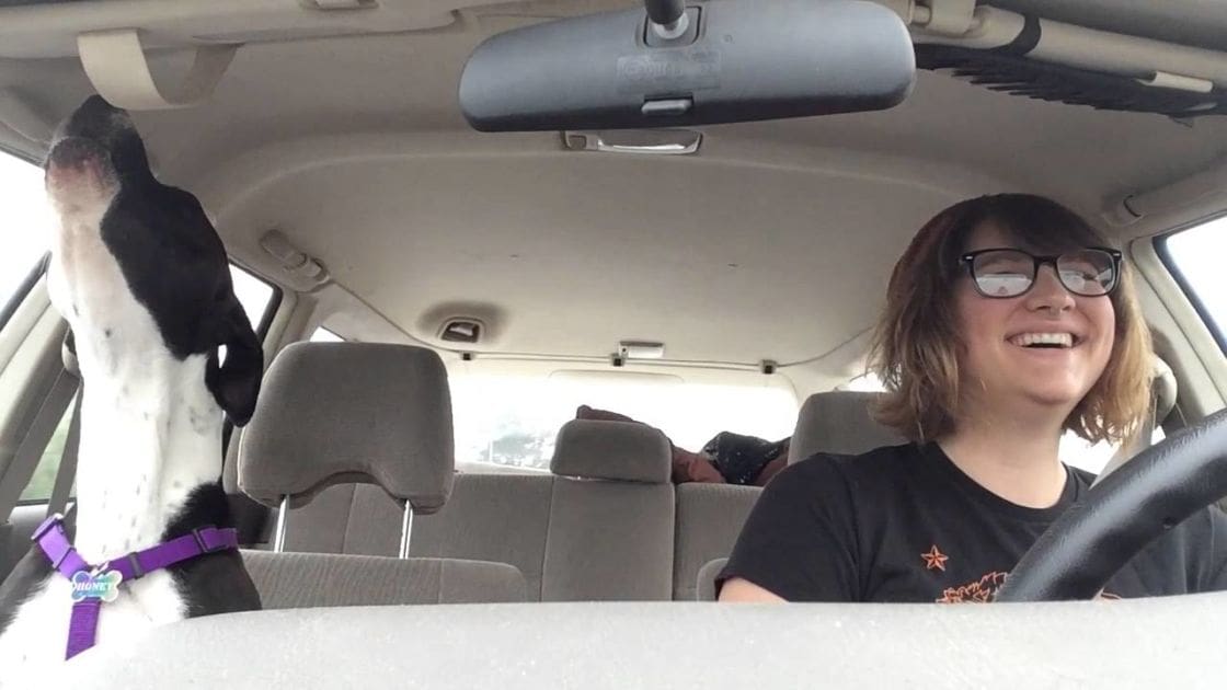 A Great Dane dog with a purple collar inside a car, driven by an adult female wearing a black T-shirt with orange text and stars. The setting appears to be daytime in spring or summer.