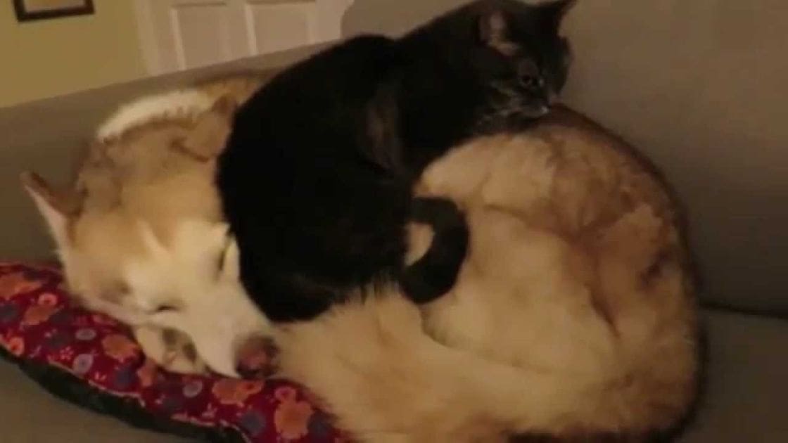 Two cats, one with white fur and brown patches lying down, another black cat sitting on top, indoors in a home setting with neutral-colored walls and furniture visible.