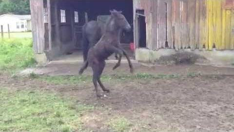 A dark-colored adult horse near a wooden barn in a rural farm setting during spring or summer with natural daylight.
