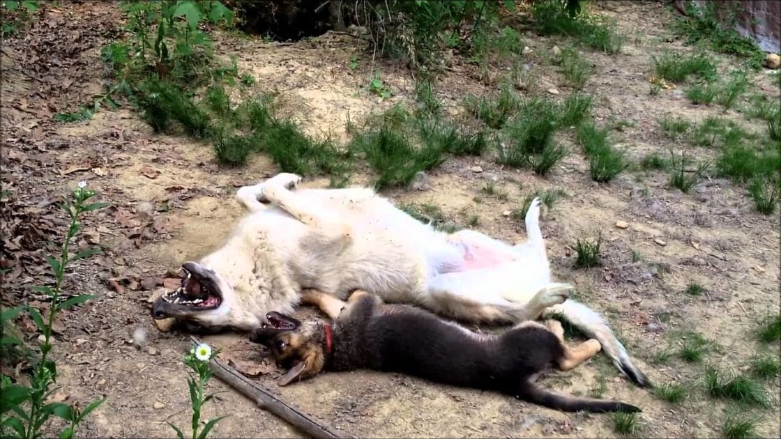 A large breed dog with light-colored fur lying on its back outdoors, accompanied by a smaller lifeless puppy, surrounded by sparse vegetation and dirt ground under natural daylight conditions.