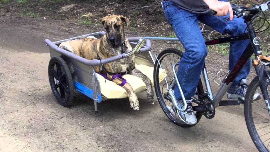 A Great Dane or similar large breed dog, brindle coat pattern with a mix of dark brown, black, and tan, seated in a small cart attached to a bicycle being pulled by an adult male wearing blue jeans, a dark-colored t-shirt, and athletic shoes. The scene takes place on an outdoor path, possibly in a park or rural area with dirt ground and some greenery visible in the background.