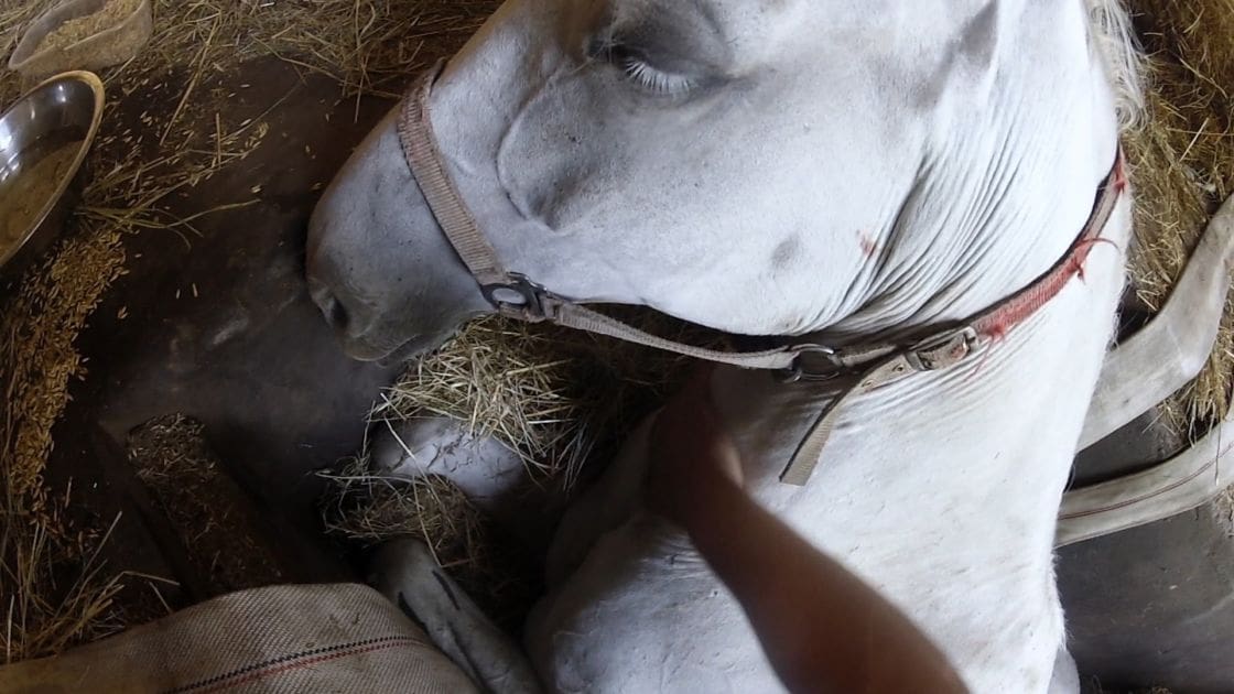 A white horse with a harness, eating hay in an indoor stable setting. Daytime lighting highlights the scene.