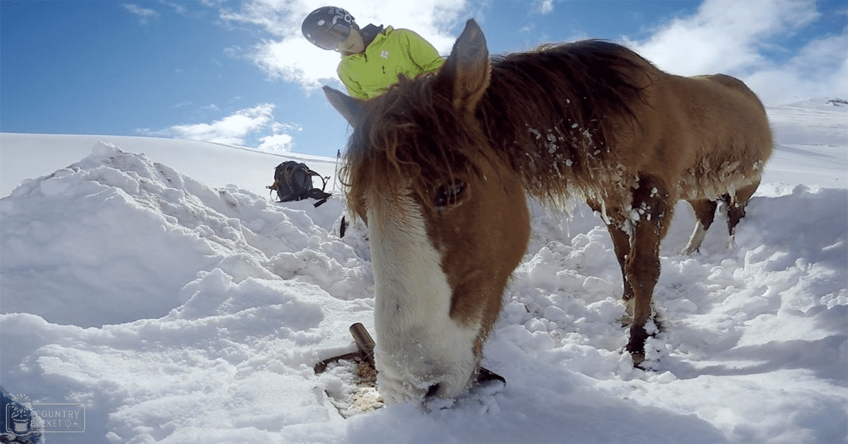An adult male wearing a bright yellow jacket and ski goggles in a snowy mountainous landscape with an Icelandic horse, clear daylight, white snow, brown coat, and clear skies.