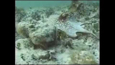 A spotted fish, possibly a stingray, swims gracefully against an underwater backdrop with mottled green-brown tones.