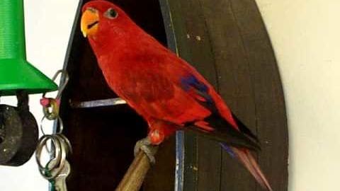 A red parrot with blue markings on its wings and tail feathers perched indoors near a green cylindrical object.