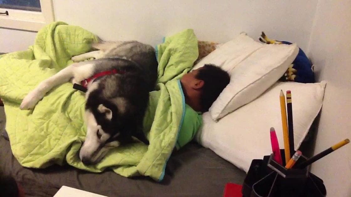An adult male sleeping with a Siberian Husky in a dimly lit bedroom at night, covered by a green quilted blanket and surrounded by white pillows and pencils on a bedside table.