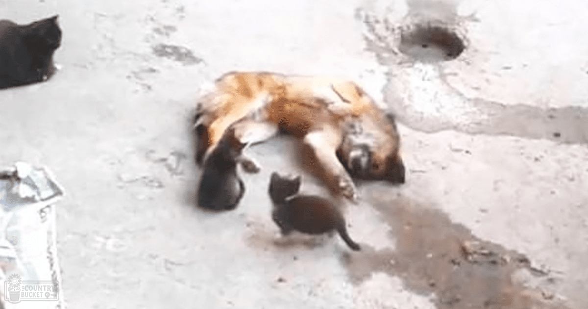 A medium-sized brown and black adult dog lying down next to a small black kitten in an outdoor setting with concrete ground.