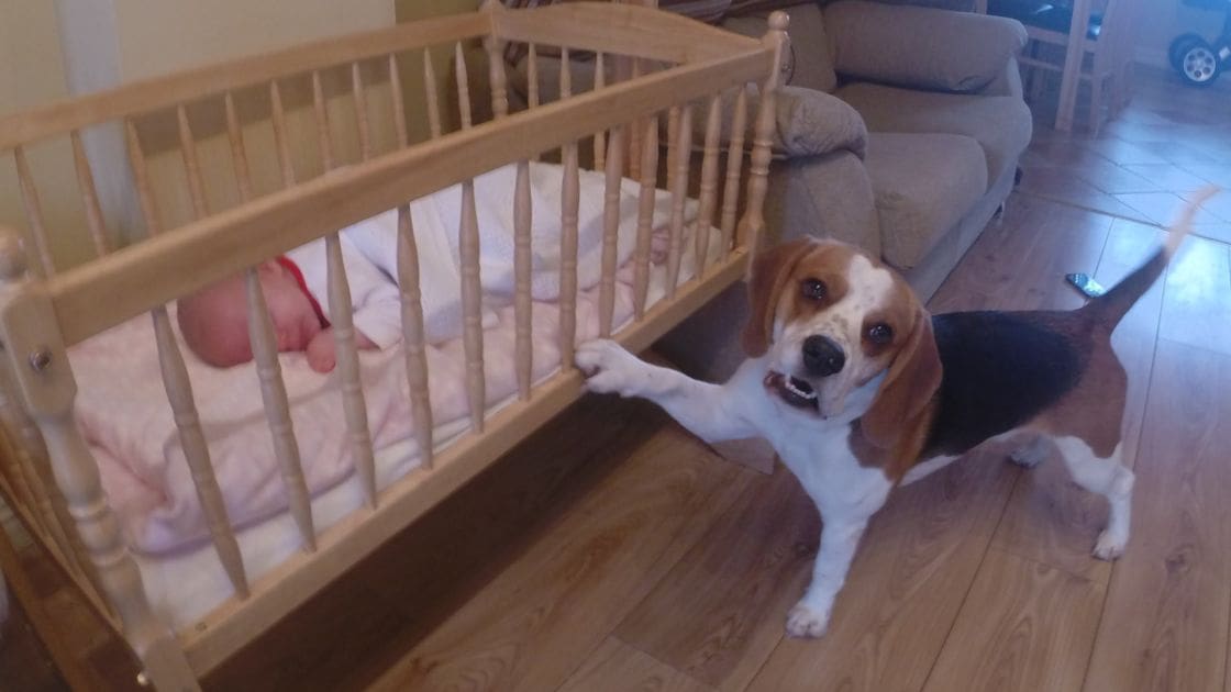 A beagle with brown, white, and black markings in a home living room during daytime.