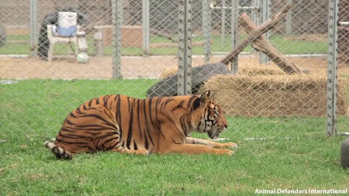 A tiger with orange fur marked by black stripes resting on grass inside an enclosure at Animal Defenders International, surrounded by a chain-link fence and hay bales under natural daylight.