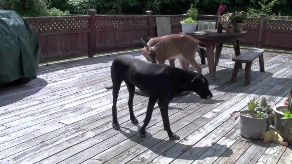 A black dog with a smooth coat stands on an outdoor patio deck surrounded by greenery, potted plants, and wooden elements under natural daylight.