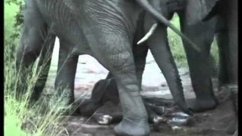 Adult elephants in a natural outdoor setting with grass and trees, bright daylight.