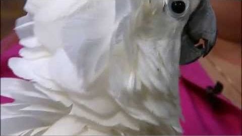 A white cockatoo with grey beak perches indoors on a pink fabric, set against a neutral backdrop.