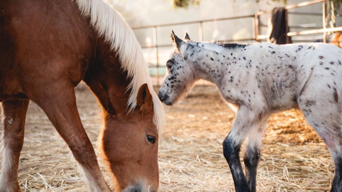 A brown horse with white markings stands beside a young Appaloosa foal displaying black and white spotted coat patterns in an outdoor fenced enclosure, likely late afternoon or early evening.