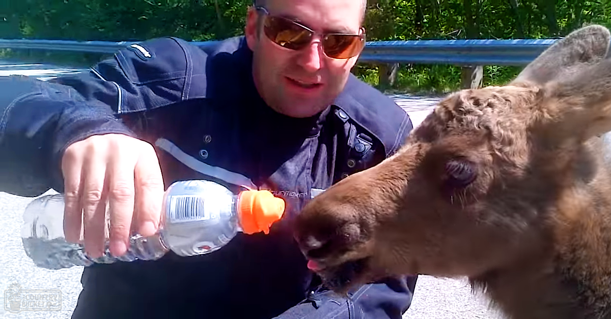 A middle-aged man wearing a dark blue denim jacket interacts with a juvenile elk or moose calf on a roadside under bright sunlight, surrounded by greenery and trees.