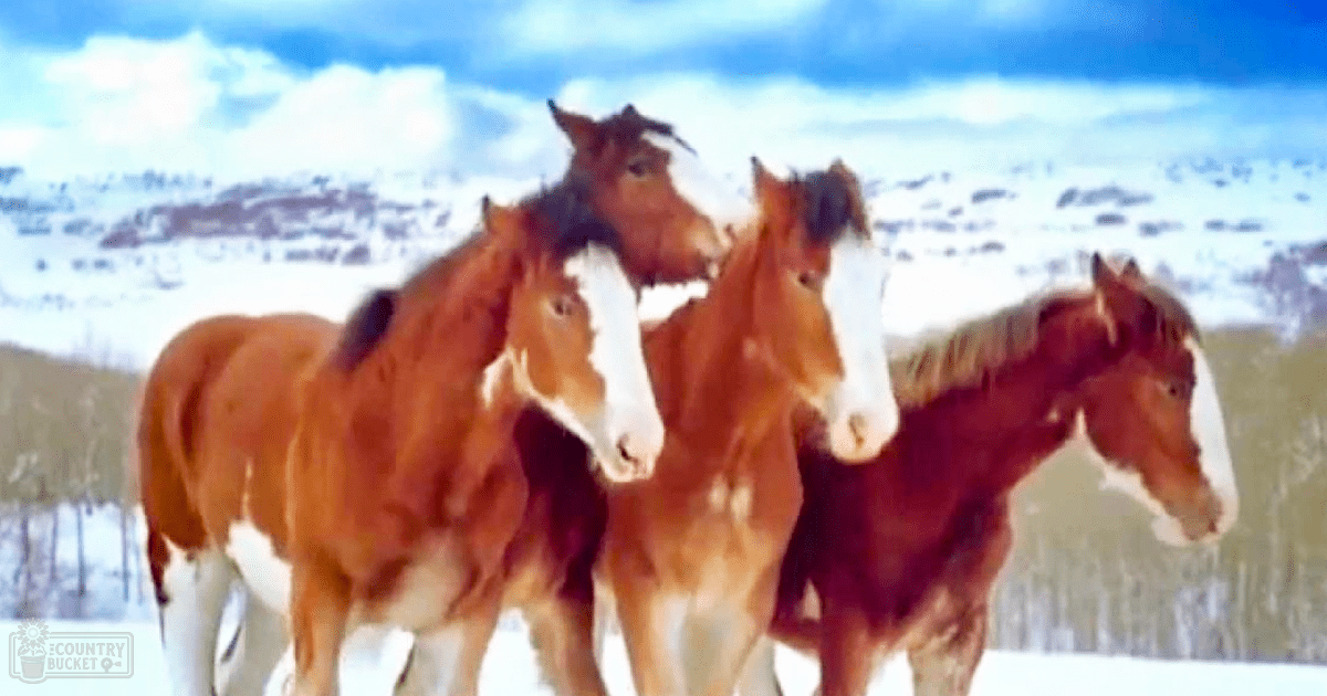 Four adult horses with brown coats and white patches in a snowy landscape with mountains under partly cloudy skies.