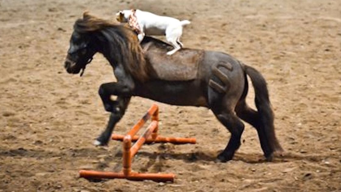 A miniature horse with a Jack Russell Terrier or similar small terrier riding it in an indoor arena setting, likely used for equestrian activities.