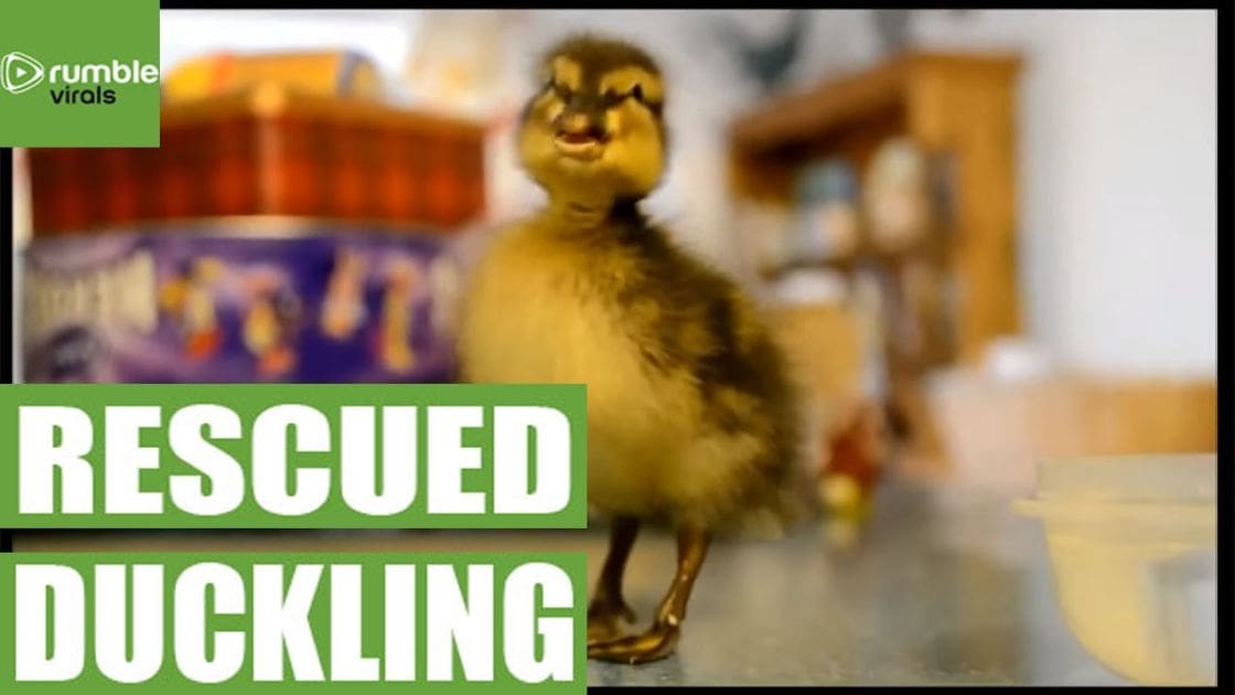 A young duckling with yellowish-brown feathers stands indoors, surrounded by childlike furniture and toys under bright daylight.