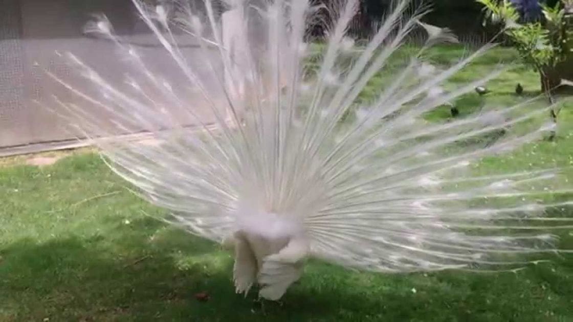 A white peacock with fully fanned-out tail feathers stands amidst green grass in a garden, surrounded by trees and possibly part of a building structure.
