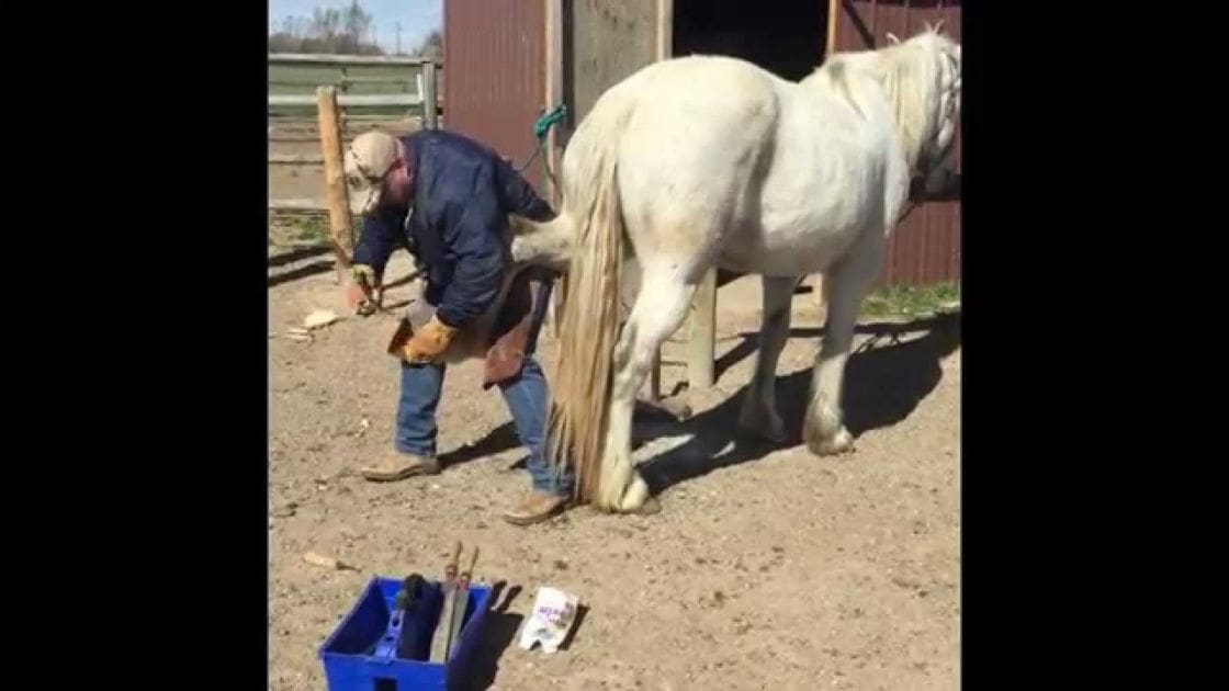 A farrier works on a draft horse in an outdoor rural setting with dirt ground and greenery. The scene suggests daytime, possibly late morning or early afternoon.