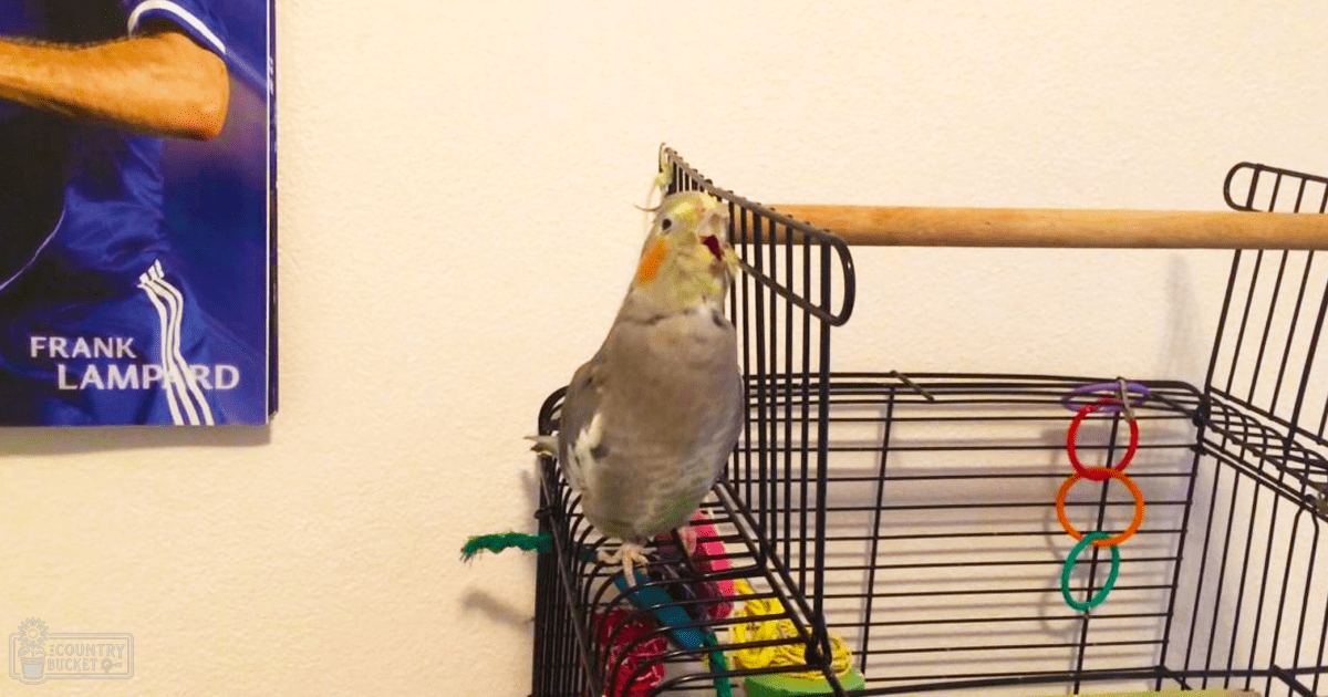 A cockatiel with gray body feathers and yellow face markings perches inside a black metal birdcage containing colorful rings. The setting is an indoor room within a home, possibly during daytime.