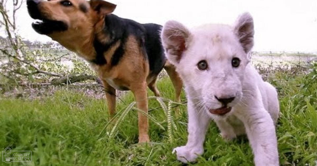 A German Shepherd mix dog with black and tan markings stands beside a young white lion cub in an outdoor rural setting, likely spring or summer.