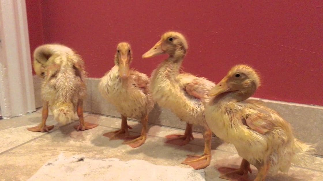 Four juvenile domestic ducks standing indoors against red wall with white baseboard, simple setting of tiled flooring